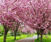 shillong cherry blossom 866x487.jpg from cherry rajasthan m