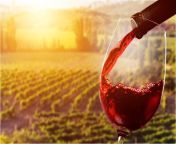 vinul fara alcool ce este si ce beneficii are87186800.jpg from vinul poate fi Și o pasiune nu doar o placere vin bun chefi la cutite