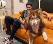 prabhas photo with charmme kaurs 9 month old alaskan malamute dog is breaking the internet 443x300.jpg from ntr dogs