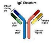structure of immunoglobulin g igg.jpg from igg
