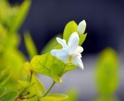 arabian jasmine varietes.jpg from jasmine arabic