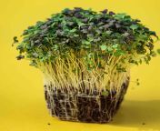 asian mix micro greens.jpg from asian micro