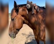 horse gets punched during brawl 781x441.jpg from सेकसि घोडा व मुलगि झवाझवी