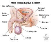 9117 male reproductive system from sexual part of body