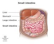 22135 small intestine illustration final ashx from little sma