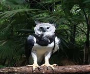 harpy eagle 1.jpg from big that