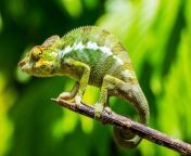 charming names for your female chameleon.jpg from tamil actress deep cleavagesacter joya ashan nude and sexkarbi anglong sexnextবাংলা নায়িকা