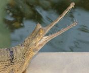 gharial 001.jpg from with garial