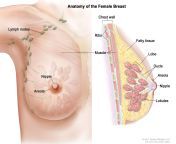 415520.jpg from breast body parts boobs