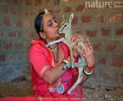 01604003.jpg from breast feeding an indian gazelle