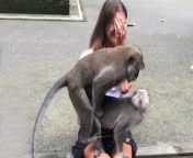 monkeys have sex on tourist lap bali indonesia wp2 jpgquality80stripallw1200 from manki sex gril