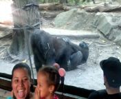 gorillas bronx zoo 3 jpgquality75stripall from gorilla sex womanom son