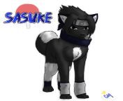 sasuke dog by dogwolf129 d422ha5.jpg from saske doggy