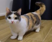 smallest cat breeds 1.jpg from small age kitty