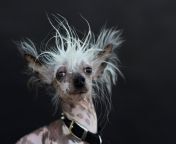 worlds ugliest dog 15 1.jpg from ugly