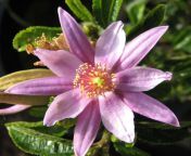 lavender star flower staked 4 jpgv1682105493width1946 from flower star