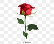 pngtree cartoon hand drawn red rose illustration png image 1570992.jpg from rose png