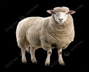 pngtree sheep isolated on transparent background.png image 9173069.png from wallpapers10 png