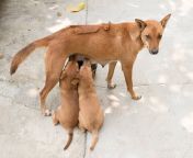 pngtree puppies sucking milk from mother breast family mother dog photo image 21597702.jpg from หมาดูดนมสาว