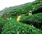 sylhet tea garden.jpg from বাংলাদেশের দেশে মেয়েদের বাগানের www xxx conচোদা চোদি