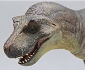 1 35 scale sue the tyrannosaurus rex model by de clay studio v0 zpvry6r6an5b1 jpgwidth640cropsmartautowebpsd002c168fca747a549492dba85e2d21f01d3eee7 from heroin kamasutra rex
