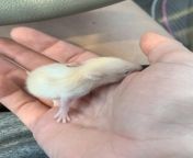 how old is this hamster i was told he is 6 weeks he looks v0 ifbbxr93raaa1 jpgwidth640cropsmartautowebps1e9a8d57eed1f0bbc3e350908cca543e596bdbf7 from hamster verry young