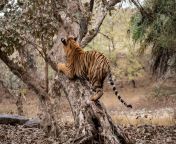 133335606 adult male bengal tiger trying to climb and balance over a tree trunk while he was on stroll for.jpg from tiger try