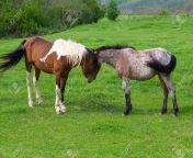 131713524 caballos que pastan en una pradera de montaña verde en la montaña strandzha bulgaria.jpg from xxx actres montana kari sexင်လိုကာ