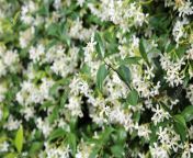 77213492 background of jasmine flowers angd green leaves in summer.jpg from angd