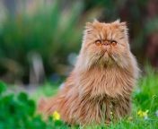 asian cat breeds persian cat jpgfit728524 from asiancat