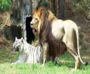 main qimg 0aaf3fdced985b577a01c2ff74d0c84a pjlq from tiger vs lion tiger mates with lion while male lion watches