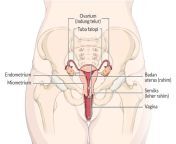 mengenali anatomi vagina.jpg from betuk permukaan dalam vagina saa zakar masuk