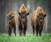 bison vs buffalo 1 jpeg from and bufalow