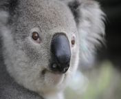 koala.jpg from nel zel koala