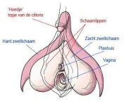 clitoris.jpg from vagina