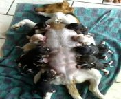 eb87edc80a9ef57925c68227b56f5694.jpg from woman breastfeeding twin hungry puppies kindness