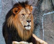 lions big cats 440223.jpg from leone bf dilettante big
