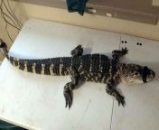 alligator named arnold 650 544359.jpg from tegu bhabhi with