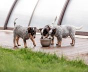 australian cattle dog puppies drinking from a bowl in the yard.jpg from puppies get some milk