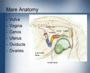 mare anatomy vulva vagina cervix uterus oviducts ovaries left ovary.jpg from vulva mare