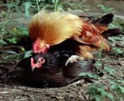 chickens mating jpgw633 from hen and men sex