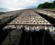 fig 1 rows of bamboos with salt drying.jpg from asin com miag