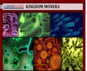 kingdom monera 1.png from monera