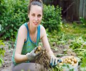 depositphotos 93247264 stock photo woman harvesting unwashed potatoes.jpg from woman un washed