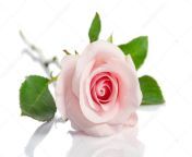 depositphotos 111078552 stock photo beautiful single pink rose lying.jpg from pink lying