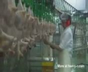 bc3668cd734abef 4.jpg from dolcett meat processing plant porn actrss xxx video