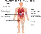 diagram showing anatomy of human body vector.jpg from body of