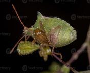 adult green belly bug photo.jpg from navel bug
