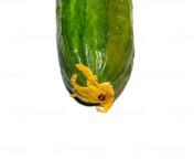 smooth medium cucumber cucumber on a white background vegetable isolate fresh ripe vegetable cucumber flower photo.jpg from පින්ඤ බහින දාර හිලක් යකො මෙ පුකේ හිල cucumber anal fuck hot anal queen