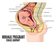 normal pregnant female anatomy illustration vector.jpg from anatomy of a pregnant woman